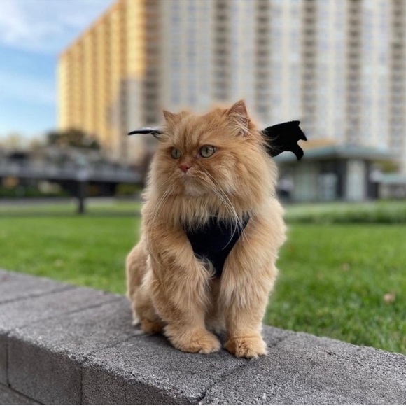 Pup crew Pet harness with bat wings great for dress up best for a smaller pet - Picture 3 of 7